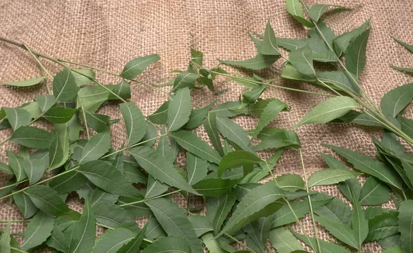 Azadirachta Indica Ayurvédique Médicinal Feuilles Neem Sur Table — Photo