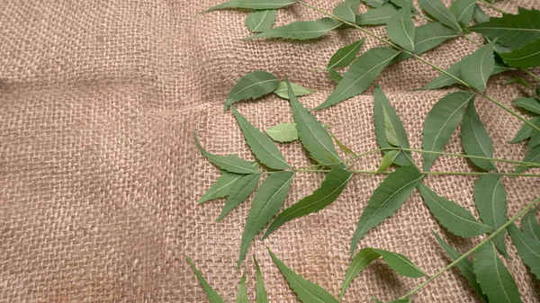 Medicinal Ayurvedic Azadirachta Indica Neem Leaves Table — Stock Photo, Image