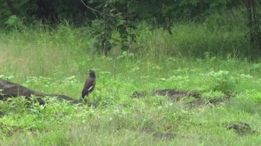 Indian Koyal, Cuckoo, yeşil yaz parkında. 