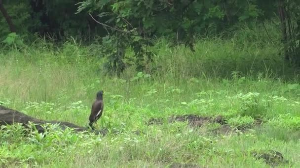 Indian Koyal Cuckoo Zeleném Letním Parku — Stock video