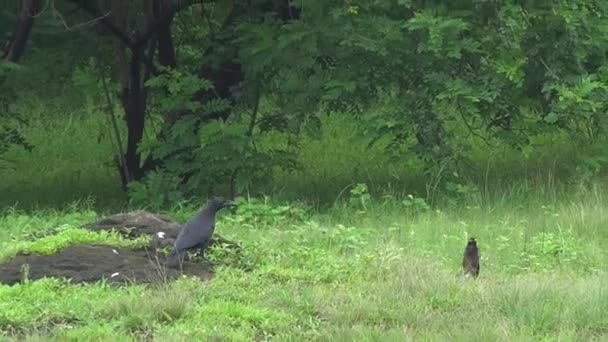 Indian Koyal Cuckoo Green Summer Park — 图库视频影像