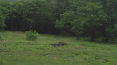 Yaz parkında yeşil bitkiler 