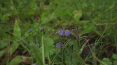 Yaz parkında yeşil bitkiler ve mor çiçekler 