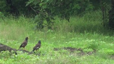 Indian Koyal, Cuckoo, yeşil yaz parkında. 