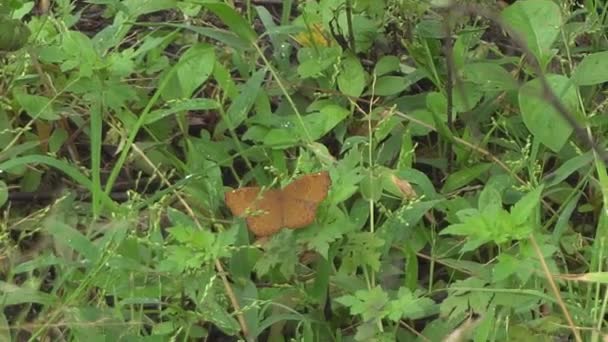 Butterfly Sitting Green Leaves Closeup Footage — Stockvideo