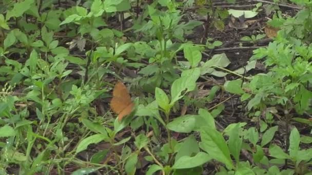 Butterfly Sitting Green Leaves Closeup Footage — Video Stock