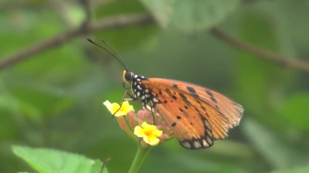 Butterfly Sitting Green Leaves Closeup Footage — Vídeos de Stock