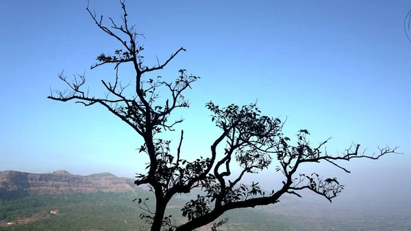 Mavi Gökyüzü Arka Plan Üzerinde Yapraksız Ağaç — Stok fotoğraf