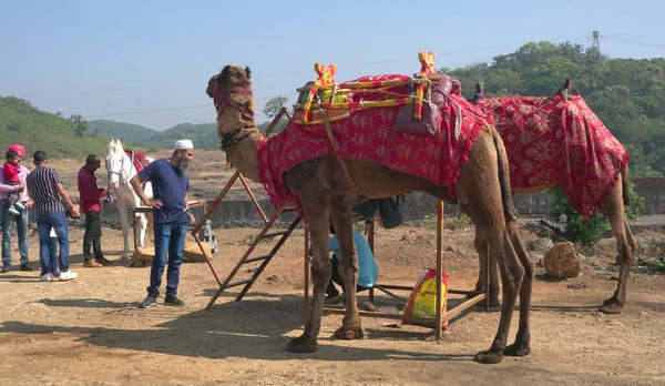 People Camels Nature India — Stockfoto