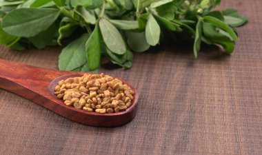 Kuru kişniş tohumları ile küçük bambu kaşığı ve yeşil taze demet kişniş yaprakları, Asya mutfağında ünlü baharatlar..