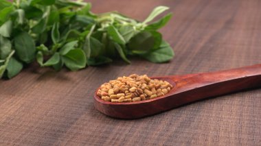 Kuru kişniş tohumları ile küçük bambu kaşığı ve yeşil taze demet kişniş yaprakları, Asya mutfağında ünlü baharatlar..