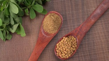 Kuru kişniş tohumları ile küçük bambu kaşıkları ve yeşil demet kişniş yaprakları, Asya mutfağında ünlü baharatlar..