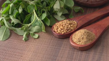 Kuru kişniş tohumları ile küçük bambu kaşıkları ve yeşil demet kişniş yaprakları, Asya mutfağında ünlü baharatlar..