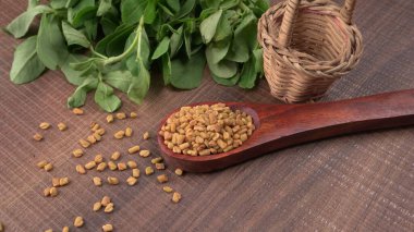 Kuru kişniş tohumları ile küçük bambu kaşığı ve yeşil taze demet kişniş yaprakları, Asya mutfağında ünlü baharatlar..