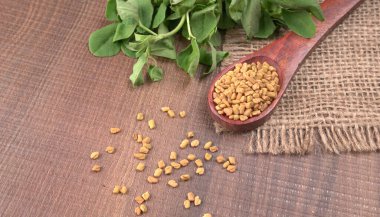 Kuru kişniş tohumları ile küçük bambu kaşığı ve yeşil taze demet kişniş yaprakları, Asya mutfağında ünlü baharatlar..