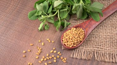 Kuru kişniş tohumları ile küçük bambu kaşığı ve yeşil taze demet kişniş yaprakları, Asya mutfağında ünlü baharatlar..