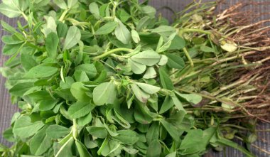 Ahşap arka planda bir sürü taze yeşillik. Vejetaryen gıda yaşam tarzı konsepti, alanı kopyala.