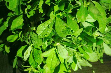 Ahşap arka planda bir sürü taze yeşillik. Vejetaryen gıda yaşam tarzı konsepti, alanı kopyala.