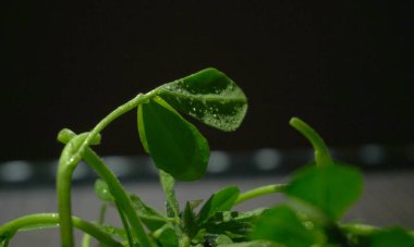 Ahşap arka planda bir sürü taze yeşillik. Vejetaryen gıda yaşam tarzı konsepti, alanı kopyala.