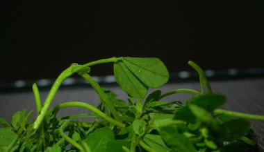 Ahşap arka planda bir sürü taze yeşillik. Vejetaryen gıda yaşam tarzı konsepti, alanı kopyala.