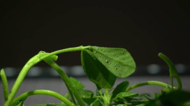 Ahşap arka planda bir sürü taze yeşillik. Vejetaryen gıda yaşam tarzı konsepti, alanı kopyala.