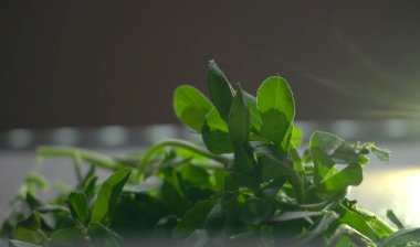 Ahşap arka planda bir sürü taze yeşillik. Vejetaryen gıda yaşam tarzı konsepti, alanı kopyala.