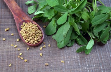 Kuru kişniş tohumları ile küçük bambu kaşığı ve yeşil taze demet kişniş yaprakları, Asya mutfağında ünlü baharatlar..