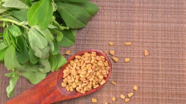 Kuru kişniş tohumları ile küçük bambu kaşığı ve yeşil taze demet kişniş yaprakları, Asya mutfağında ünlü baharatlar..