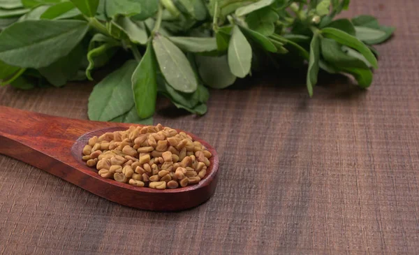 Dry Coriander Seeds Small Bamboo Spoon Green Fresh Bunch Coriander — Fotografia de Stock