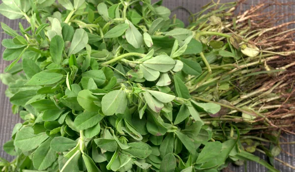 Ahşap arka planda bir sürü taze yeşillik. Vejetaryen gıda yaşam tarzı konsepti, alanı kopyala.