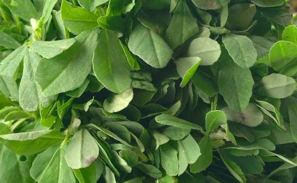 Ahşap arka planda bir sürü taze yeşillik. Vejetaryen gıda yaşam tarzı konsepti, alanı kopyala.