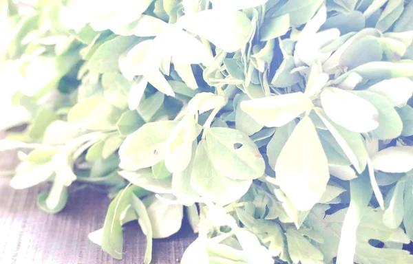 Ahşap arka planda bir sürü taze yeşillik. Vejetaryen gıda yaşam tarzı konsepti, alanı kopyala.