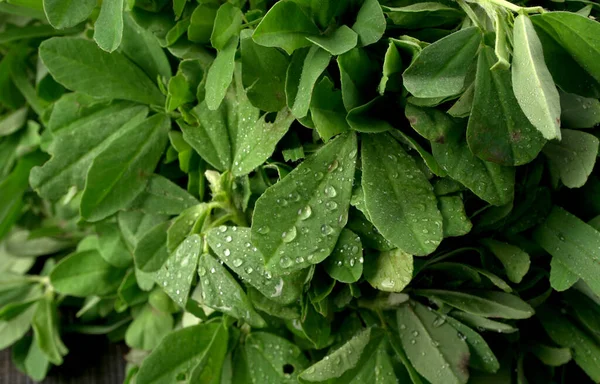 Ahşap arka planda bir sürü taze yeşillik. Vejetaryen gıda yaşam tarzı konsepti, alanı kopyala.