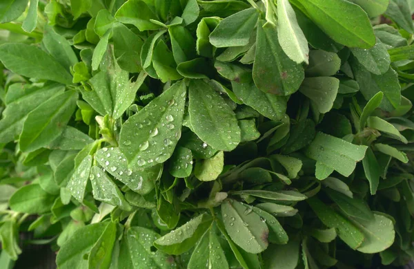 Ahşap arka planda bir sürü taze yeşillik. Vejetaryen gıda yaşam tarzı konsepti, alanı kopyala.