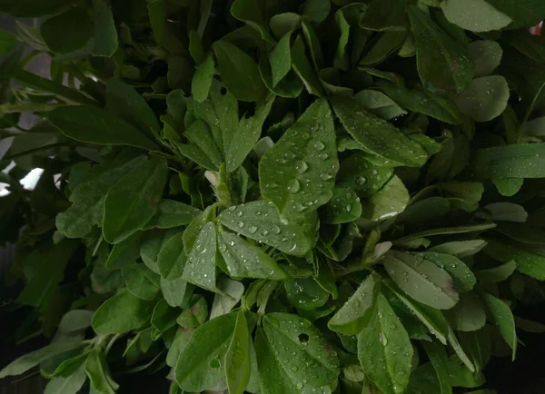 Ahşap arka planda bir sürü taze yeşillik. Vejetaryen gıda yaşam tarzı konsepti, alanı kopyala.