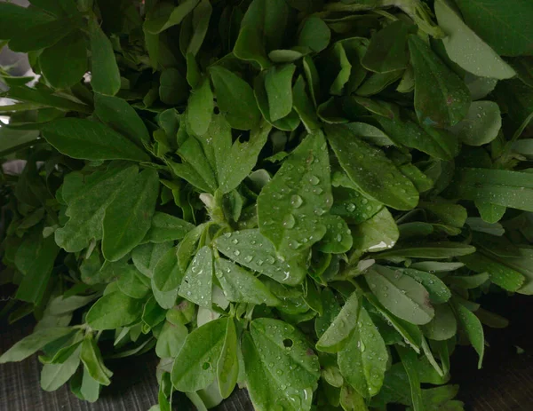 Ahşap arka planda bir sürü taze yeşillik. Vejetaryen gıda yaşam tarzı konsepti, alanı kopyala.