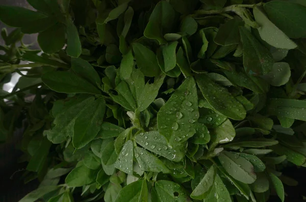 Ahşap arka planda bir sürü taze yeşillik. Vejetaryen gıda yaşam tarzı konsepti, alanı kopyala.