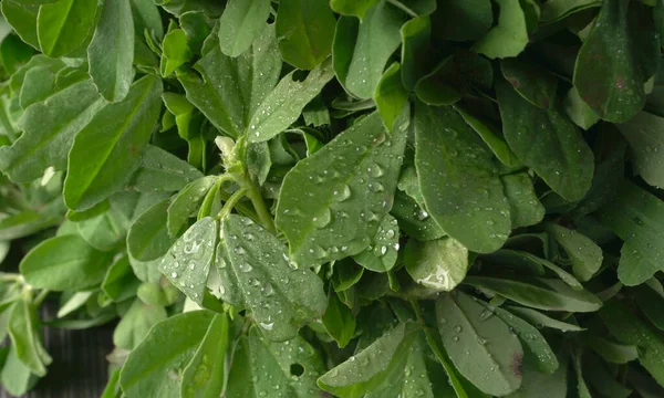Ahşap arka planda bir sürü taze yeşillik. Vejetaryen gıda yaşam tarzı konsepti, alanı kopyala.