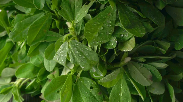 Ahşap arka planda bir sürü taze yeşillik. Vejetaryen gıda yaşam tarzı konsepti, alanı kopyala.