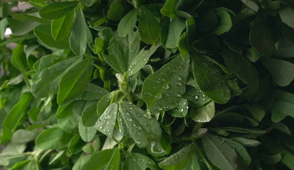 Ahşap arka planda bir sürü taze yeşillik. Vejetaryen gıda yaşam tarzı konsepti, alanı kopyala.