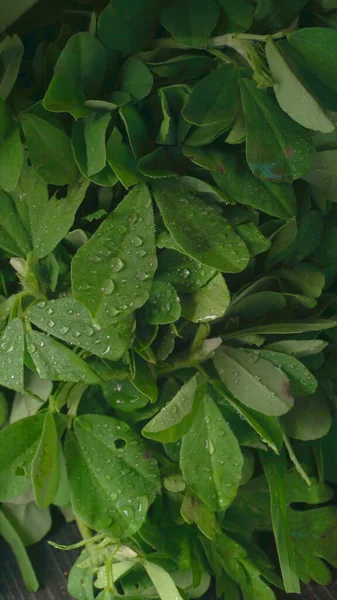 Ahşap arka planda bir sürü taze yeşillik. Vejetaryen gıda yaşam tarzı konsepti, alanı kopyala.