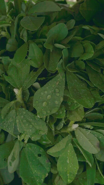 Ahşap arka planda bir sürü taze yeşillik. Vejetaryen gıda yaşam tarzı konsepti, alanı kopyala.