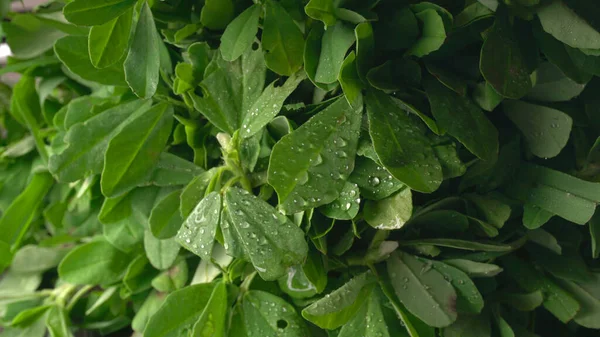 Ahşap arka planda bir sürü taze yeşillik. Vejetaryen gıda yaşam tarzı konsepti, alanı kopyala.