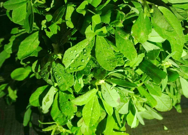 Ahşap arka planda bir sürü taze yeşillik. Vejetaryen gıda yaşam tarzı konsepti, alanı kopyala.