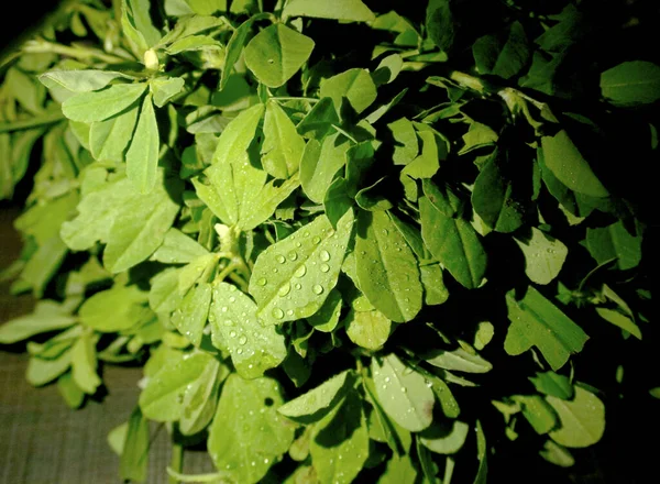 Ahşap arka planda bir sürü taze yeşillik. Vejetaryen gıda yaşam tarzı konsepti, alanı kopyala.