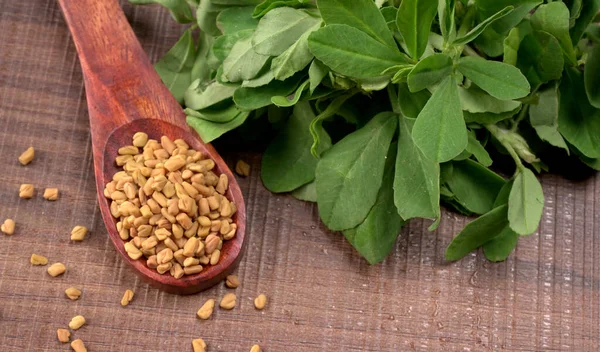 Dry Coriander Seeds Small Bamboo Spoon Green Fresh Bunch Coriander — Fotografia de Stock