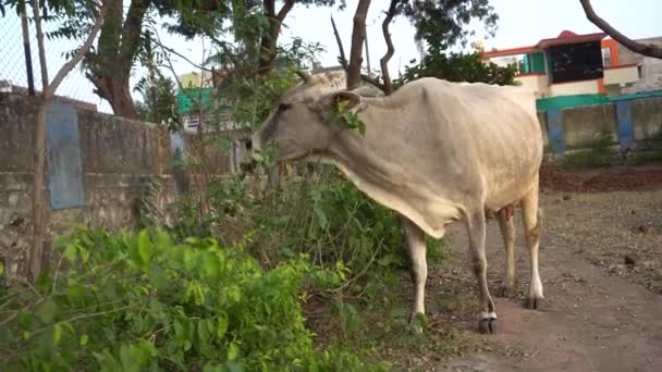 Корова Ест Зеленые Листья Улице Индийского Города — стоковое видео