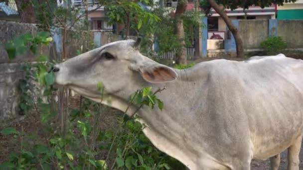 Cow Eating Green Leaves Street Indian City — Stockvideo