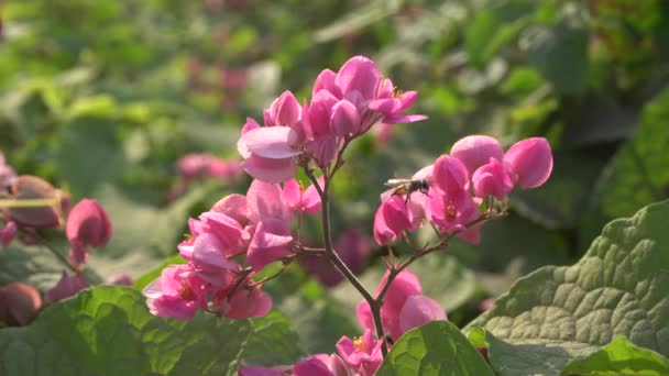 Closeup Pink Flowers Blurred Background — Vídeo de Stock