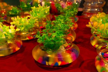 Set of colorful pots with plants on table
